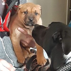 Meet your Posher, Debbie